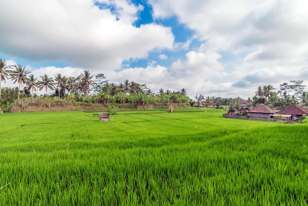 Om Ham Retreat y resort Ubud Exterior foto